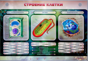 Стенды для кабинета биологии - «globural.ru» - Пермь