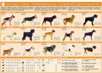 Комплект плакатов "Кинология" - «globural.ru» - Пермь