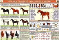 Комплект плакатов "Служебное коневодство" - «globural.ru» - Пермь