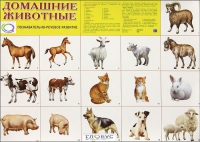 Демонстрационные карточки "Домашние животные" - «globural.ru» - Пермь