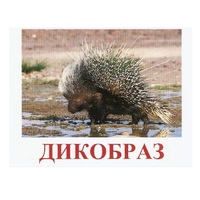Карточки Домана "Дикие животные-3" - «globural.ru» - Пермь
