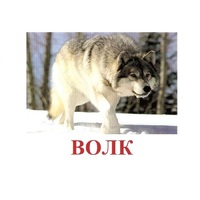 Карточки Домана "Дикие животные-1" - «globural.ru» - Пермь