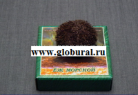 Сухой препарат "Еж морской" - «globural.ru» - Пермь