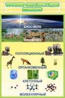 Стенд "Уровни организации живого" - «globural.ru» - Пермь