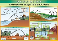 Таблица Круговорот веществ в биосфере 1000*700 винил - «globural.ru» - Пермь