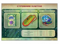 Электрифицированный стенд "Строение клетки" с маркерными полями - «globural.ru» - Пермь