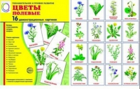 Демонстрационные карточки "Цветы полевые" - «globural.ru» - Пермь