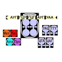 Модель-аппликация "Биосинтез белка" (ламинированная) - «globural.ru» - Пермь
