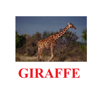 "Wild Animals-1" ("Дикие животные-1") английские карточки Домана - «globural.ru» - Пермь