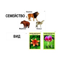 Модель-аппликация "Классификация растений и животных" (ламинированная) - «globural.ru» - Пермь