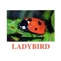 "Insects" ("Насекомые") английские карточки Домана - «globural.ru» - Пермь