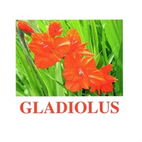 "Flowers-1" ("Цветы-1") английские карточки Домана - «globural.ru» - Пермь