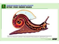 Рельефная таблица "Внутреннее строение брюхоногого моллюска" (формат А1, матовое ламинир.) - «globural.ru» - Пермь