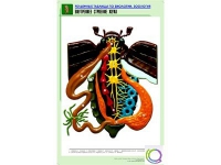 Рельефная таблица "Внутреннее строение жука" (формат А1, матовое ламинир.) - «globural.ru» - Пермь