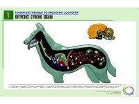Рельефная таблица "Внутреннее строение собаки" (формат А1, матовое ламинир.) - «globural.ru» - Пермь