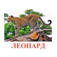 Карточки Домана "Дикие животные-2" - «globural.ru» - Пермь