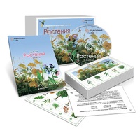 Комбинированное наглядное пособие «Растения» - «globural.ru» - Пермь