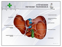 Стенд "Строение печени человека" - «globural.ru» - Пермь