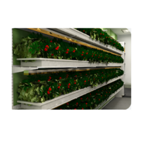 Стеллаж для выращивания клубники "Стена" - «globural.ru» - Пермь