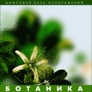 Ботаника. (Цифровая база изображений) - «globural.ru» - Пермь