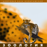 Зоология. (Цифровая база изображений) - «globural.ru» - Пермь