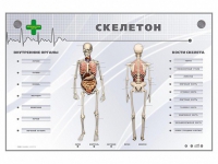 Электрифицированный стенд-тренажер "Скелетон" - «globural.ru» - Пермь