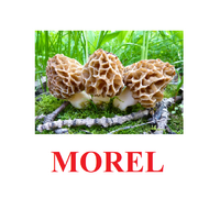 "Mushrooms" ("Грибы") английские карточки Домана - «globural.ru» - Пермь