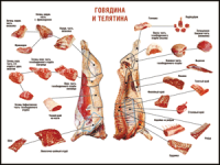 Правила разделки мясных туш "Говядина и телятина" 1000*1400 винил - «globural.ru» - Пермь