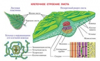 Плакаты и таблицы по биологии - «globural.ru» - Пермь