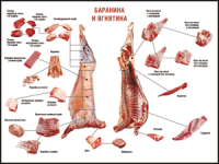 Правила разделки мясных туш "Баранина и ягнятина" 1000*1400 винил - «globural.ru» - Пермь