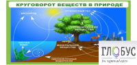 Стенд "Круговорот веществ" - «globural.ru» - Пермь