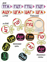 Модель-аппликация Биосинтез белка - «globural.ru» - Пермь