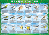 Таблица Птицы России из  4 листов в комплекте 1000*1400 винил	 - «globural.ru» - Пермь