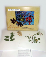 Гербарий Деревья и кустарники (20 видов) - «globural.ru» - Пермь