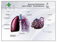 Стенд "Дыхательная система человека" - «globural.ru» - Пермь