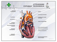 Стенд "Строение сердца человека" - «globural.ru» - Пермь
