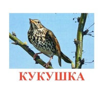 Карточки Домана "Птицы-3" - «globural.ru» - Пермь