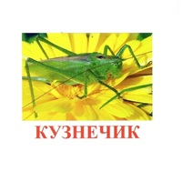 Карточки Домана "Насекомые" - «globural.ru» - Пермь