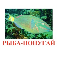 Карточки Домана "Рыбы" - «globural.ru» - Пермь