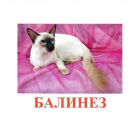 Карточки Домана "Породы кошек" - «globural.ru» - Пермь