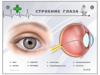Интерактивный стенд "Строение глаза" - «globural.ru» - Пермь