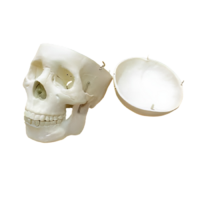 Модель "Череп человека" - «globural.ru» - Пермь