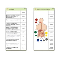 Комплект карточек (10) "Обучающий калейдоскоп. Человек" - «globural.ru» - Пермь