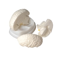 Модель мозга в разрезе - «globural.ru» - Пермь