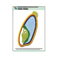 Рельефная таблица "Зерновка пшеницы" (формат А1, матовое ламинир.) - «globural.ru» - Пермь