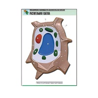 Рельефная таблица "Растительная клетка" (формат А1, матовое ламинир.) - «globural.ru» - Пермь