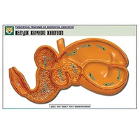 Рельефная таблица "Желудок жвачного животного" (формат А1, матовое ламинир.) - «globural.ru» - Пермь