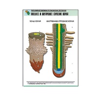 Рельефная таблица "Внешнее и внутреннее строение корня" (формат А1, матовое ламинир.) - «globural.ru» - Пермь