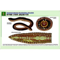 Рельефная таблица "Внутреннее строение дождевого червя" (формат А1, матовое ламинир.) - «globural.ru» - Пермь