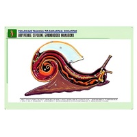 Рельефная таблица "Внутреннее строение брюхоногого моллюска" (формат А1, матовое ламинир.) - «globural.ru» - Пермь